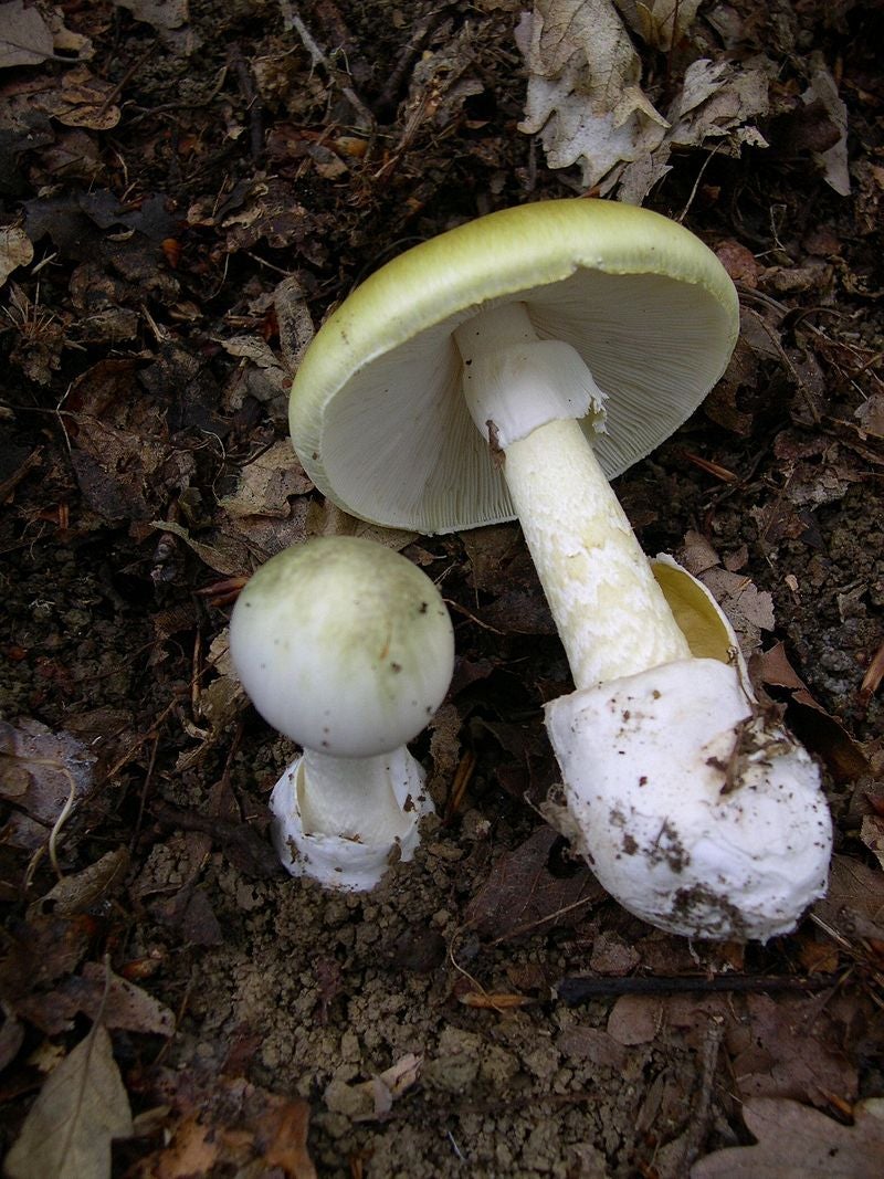 Amanita phalloides. Wikimedia Commons