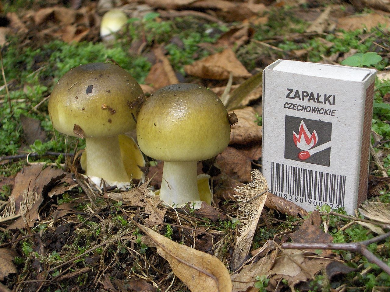 Ejemplares jóvenes de la Amanita phalloides. Wikimedia Commons