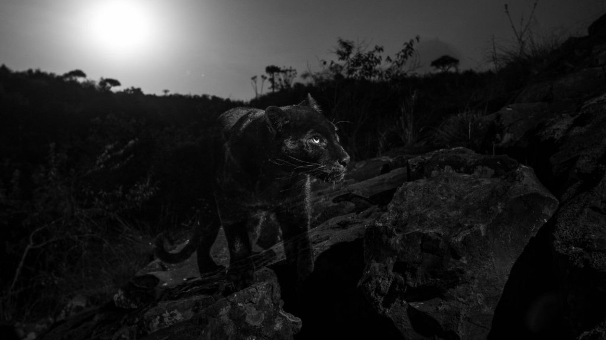 Photo: Will Burrard-Lucas