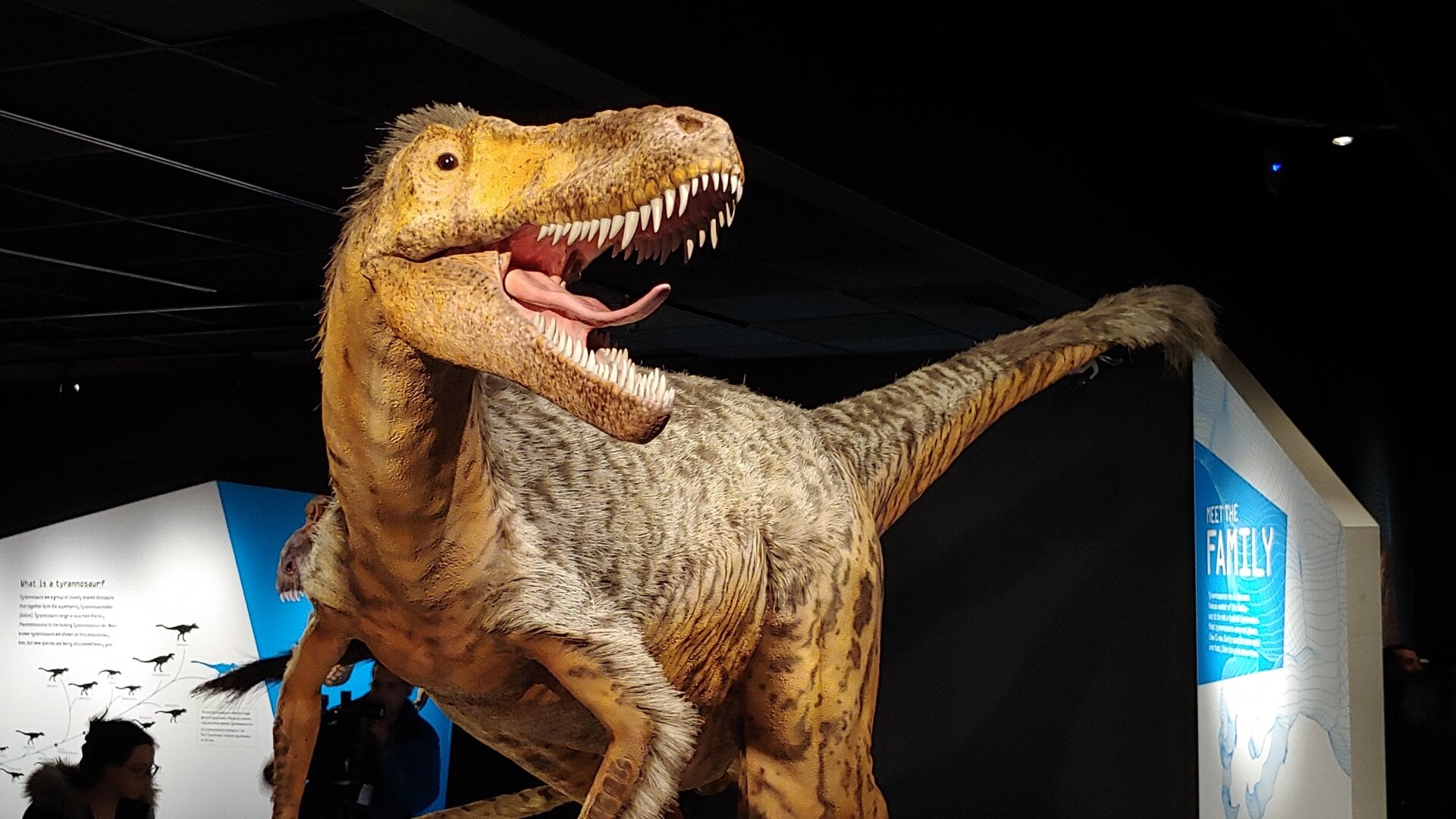 “Creo que son vestigios, sólo restos”, dijo. Mientras que los brazos con garras afiladas podrían haber sido utilizados para diseccionar a sus presas , la evidencia sugiere que no era necesario.