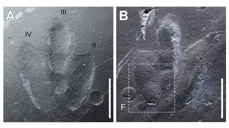 Imagen: Kyung Soo Kim et al., 2019/Scientific Reports