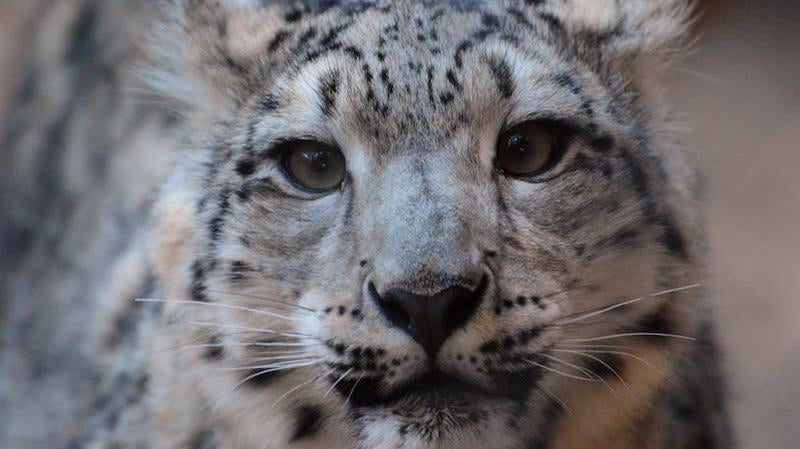 No es fácil encontrar un leopardo de las nieves en las montañas.