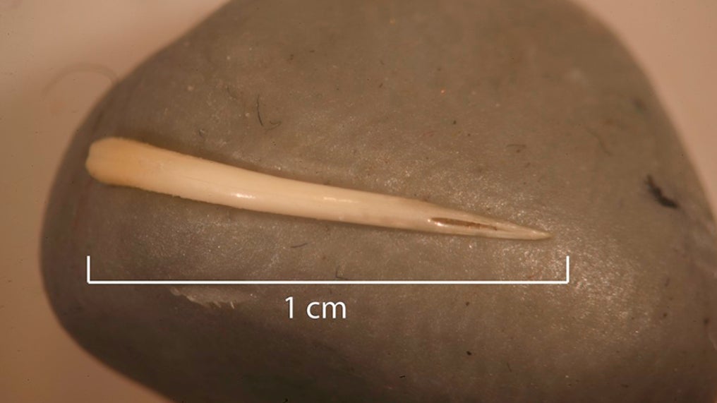 Photo: . M. Sonderman et al., 2019