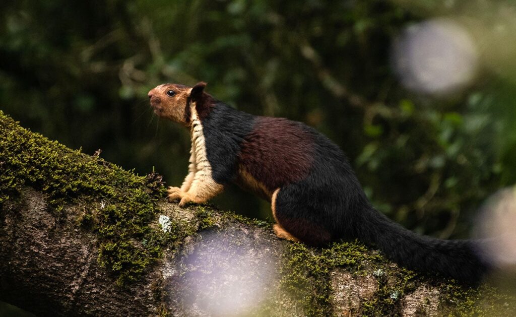 Photo: Dhruvaraj S / Flickr