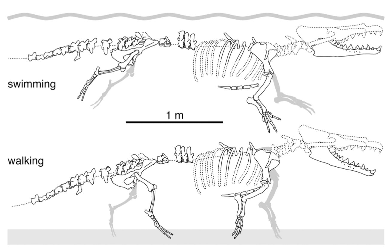 Reconstrucción del esqueleto del Peregocetus pacificus cuando nadaba y cuando caminaba
