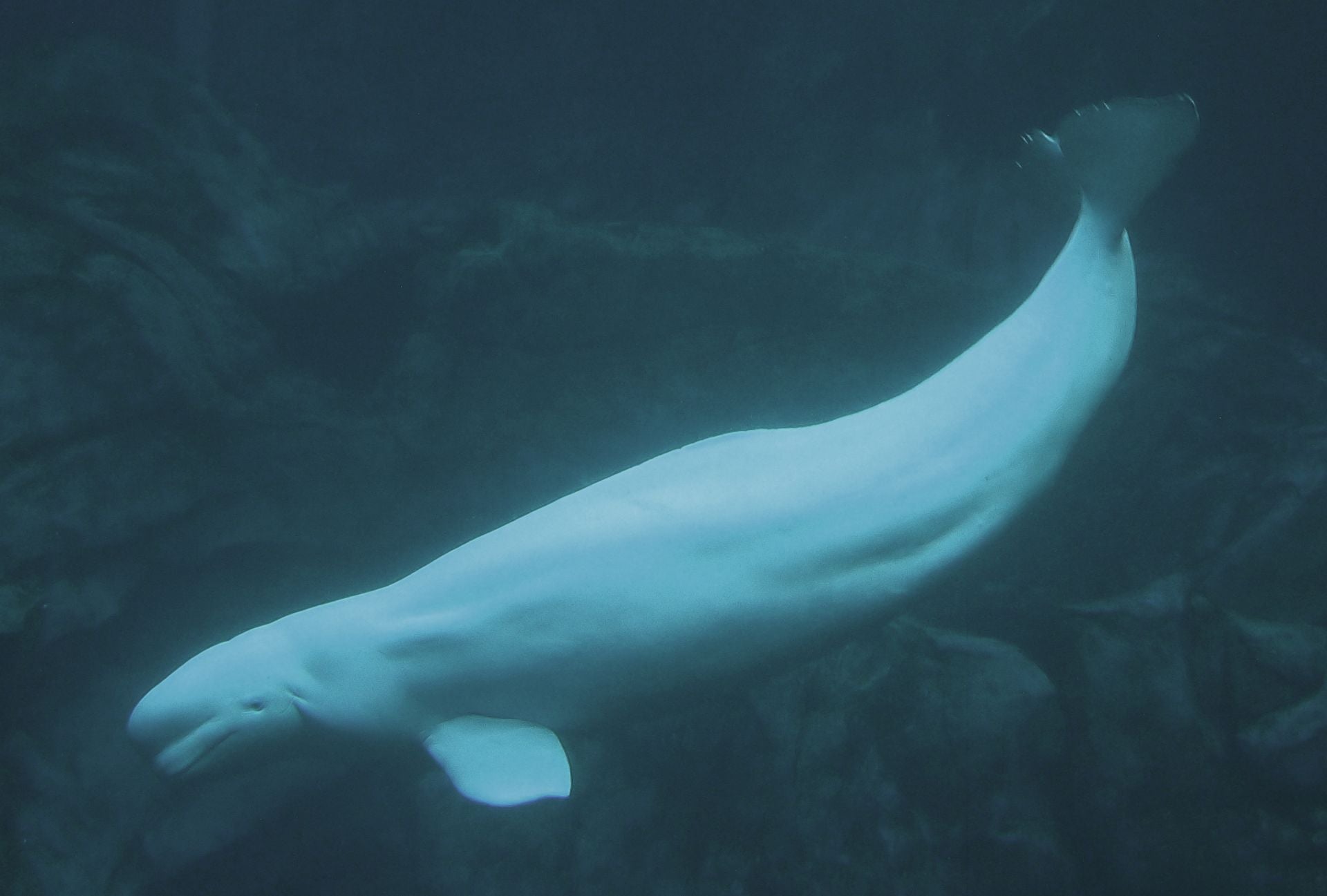 Beluga Blanca