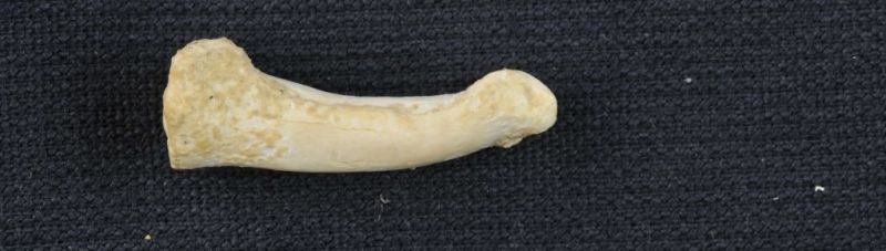 Image: El hueso del dedo en cuestión: el tercer metatarsiano de H. luzonensis