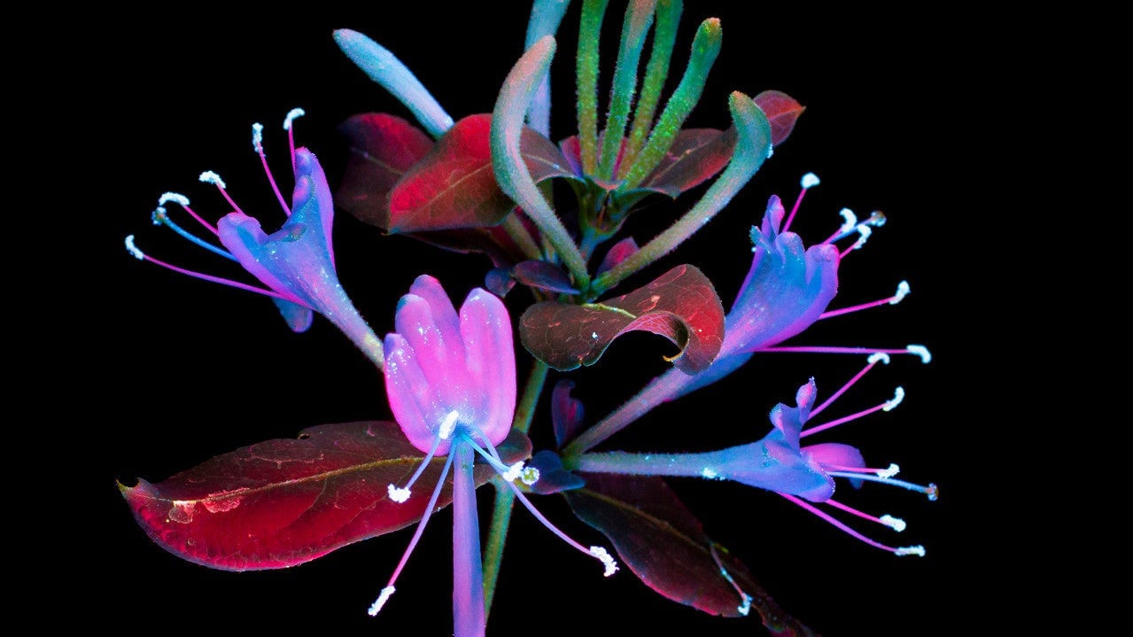 En esta foto, las madreselvas emiten fluorescencia solar inducida.