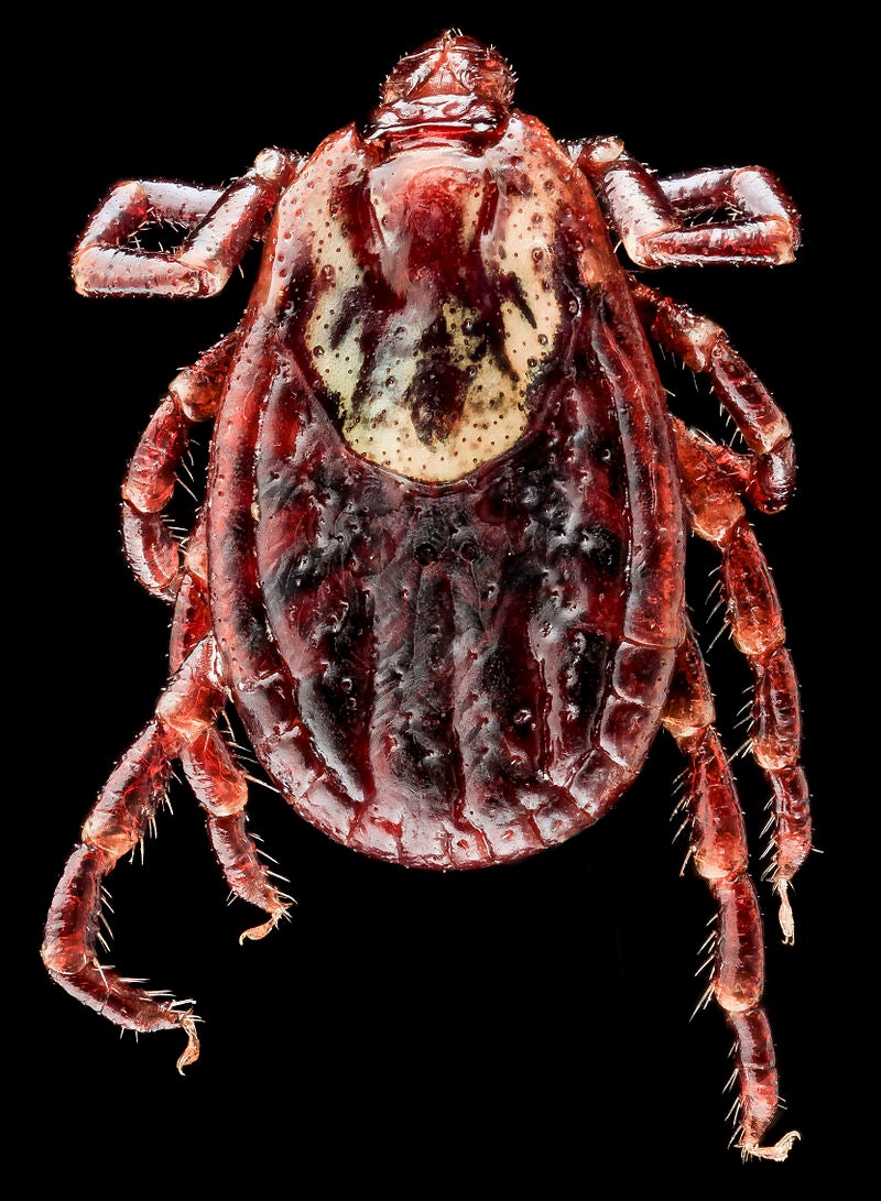 Dermacentor variabilis