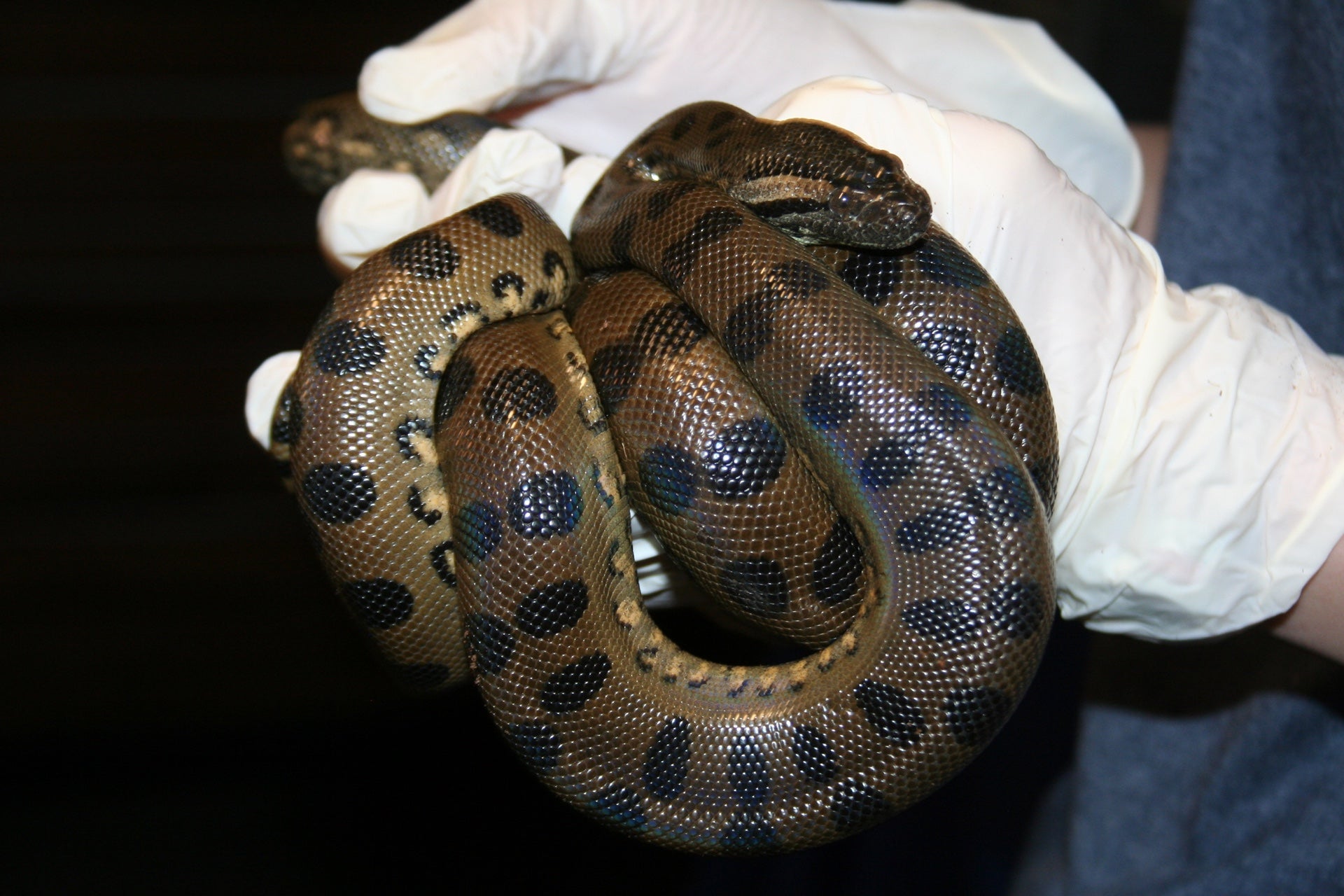 Una de las crías de Anna la Anaconda