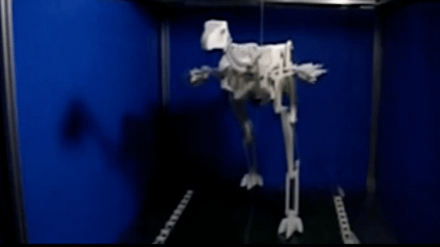 El modelo robótico de Caudipteryx muestra el aleteo pasivo de las alas durante la carrera. GIF: Talori et al./Gizmodo