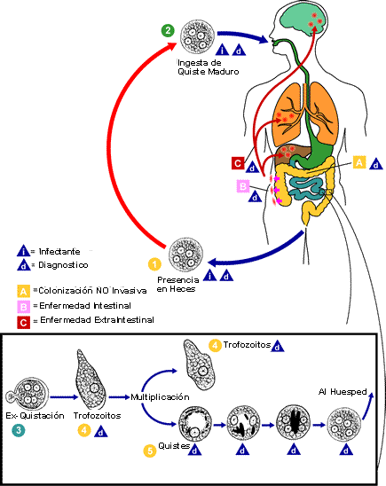 Image: Ciclo de vida de la Entamoeba histolytica