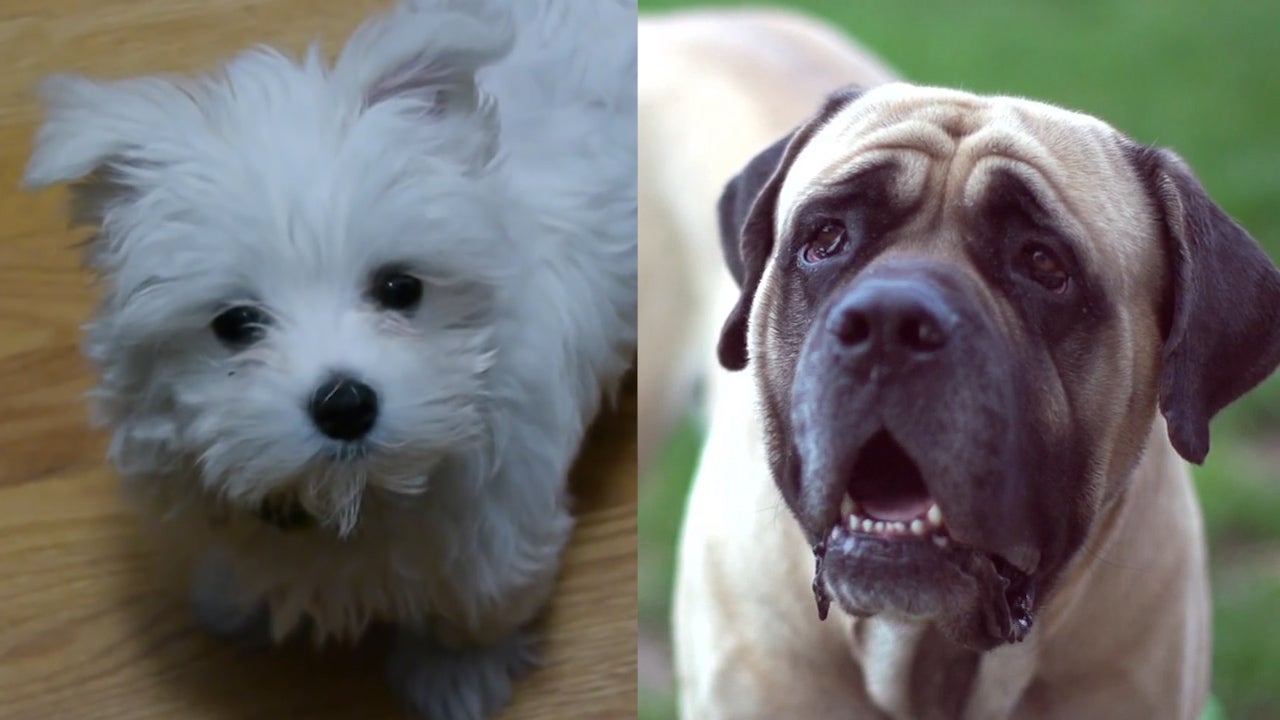 Nadie diría que un bichón maltés y un mastín son animales de la misma especie.