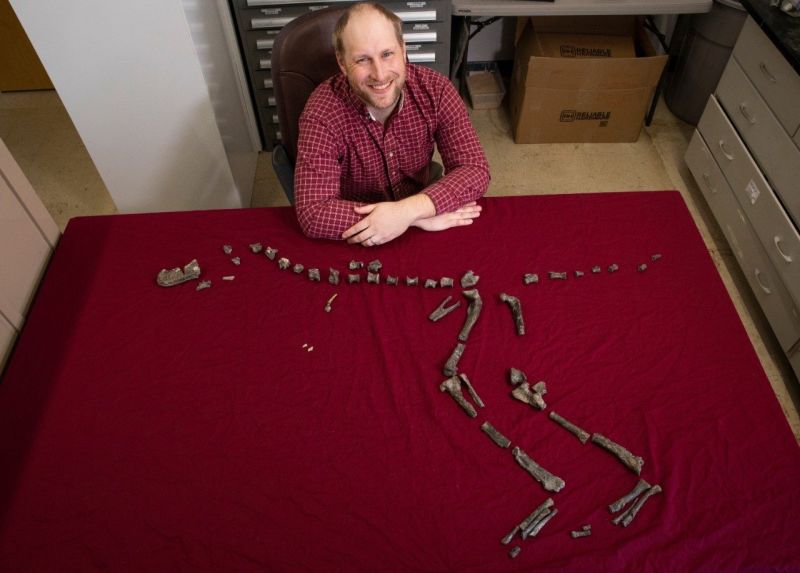 El paleontólogo de Virginia Tech, Sterling Nesbitt, muestra el fósil de Suskityrannus hazelae que descubrió en 1998 cuando tenía solo 16 años. Imagen: Virgina Tech