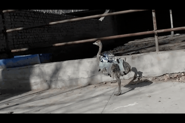 La joven avestruz equipiada con unas proto-alas. GIF: Talori et al., 2019/Gizmodo