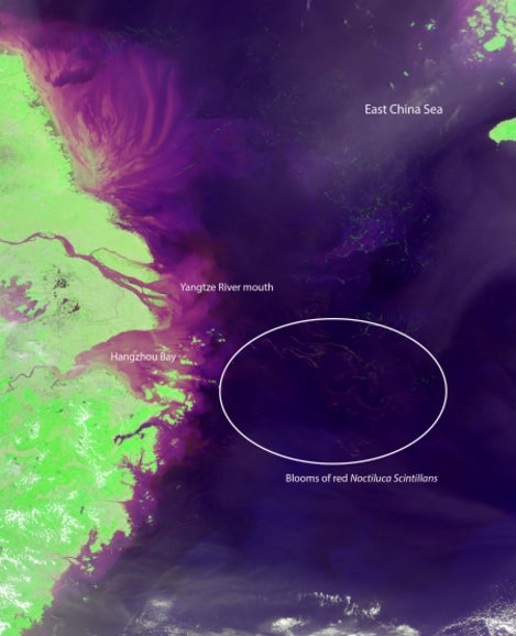Una imagen satelital del Mar de China Oriental que muestra la proliferación de Noctiluca scintillans.  Imagen: NASA/University of South Florida optical oceanography lab.