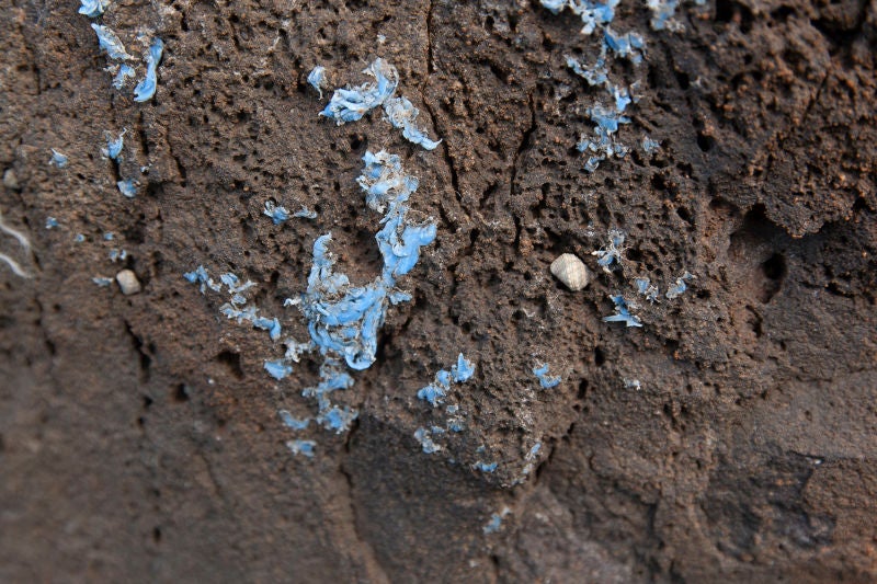 Image: Plasticrust con caracoles marinos intermareales cerca