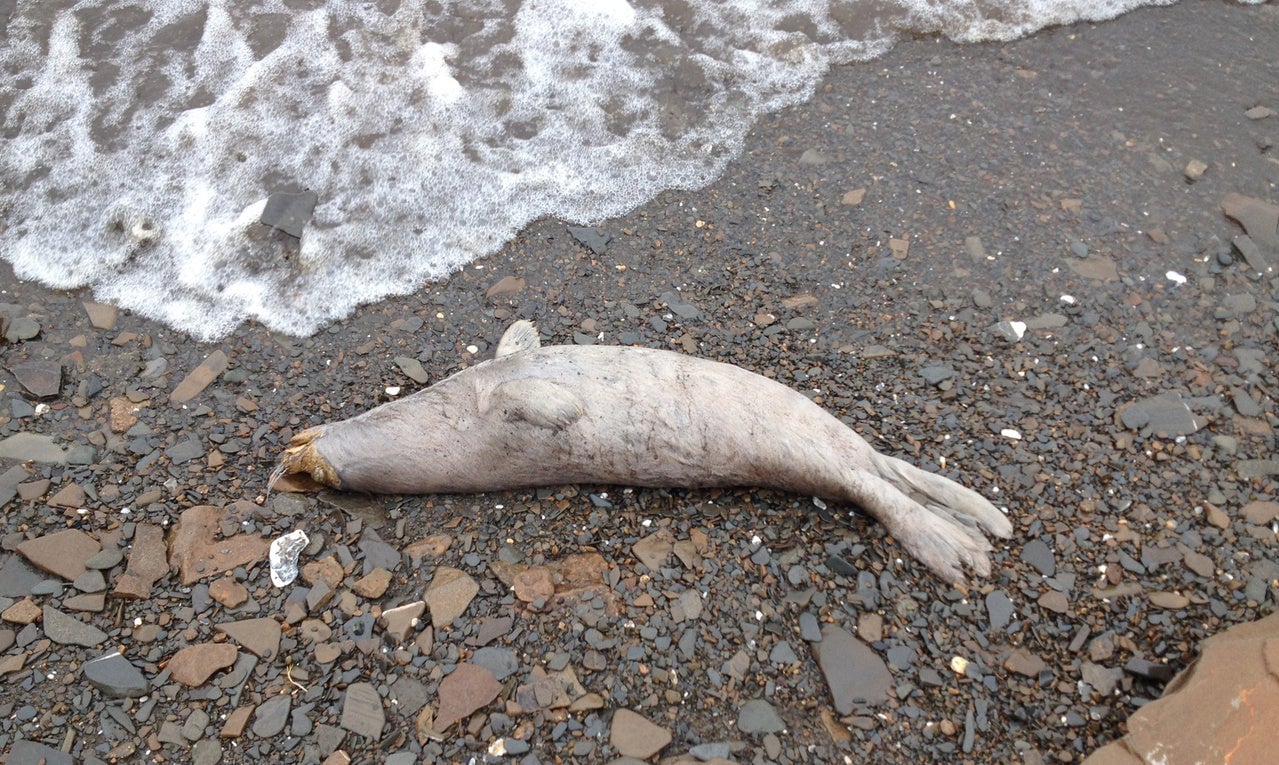 Una de las focas muertas, foto capturada el 7 de mayo de 2019.