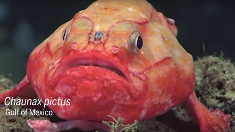 Screenshot: Science Mag/NOAA