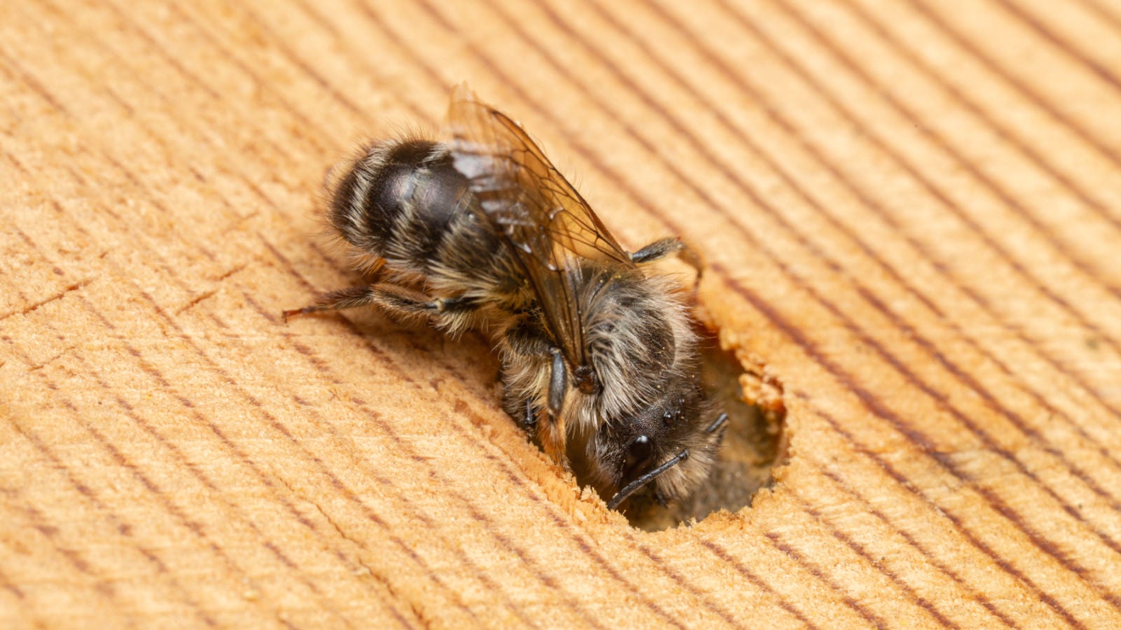 Osmia cornifrons, una abeja silvestre que anida en la madera.