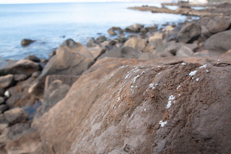 Image: Plasticrust es una forma de contaminación plástica que aún no se ha visto antes en las costas de la Tierra