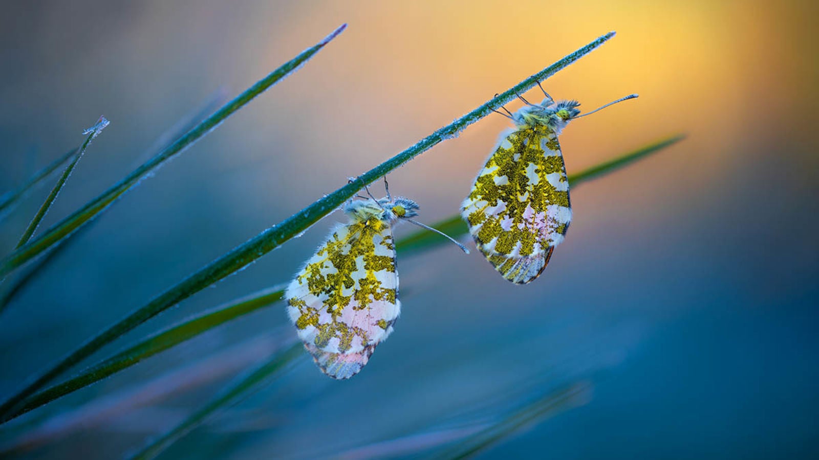 "Cold Morning Tips" fue una de las fotografías finalistas en la categoría Macro. Se trata de dos mariposas aurora (Anthocharis cardamines) en Goričan, Croacia.