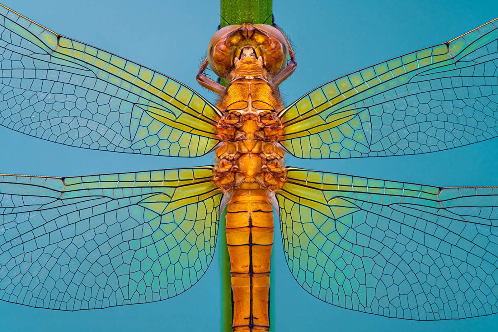 “Vitrail” quedó tercero con esta instantánea de una libélula. Foto: Petar Sabol