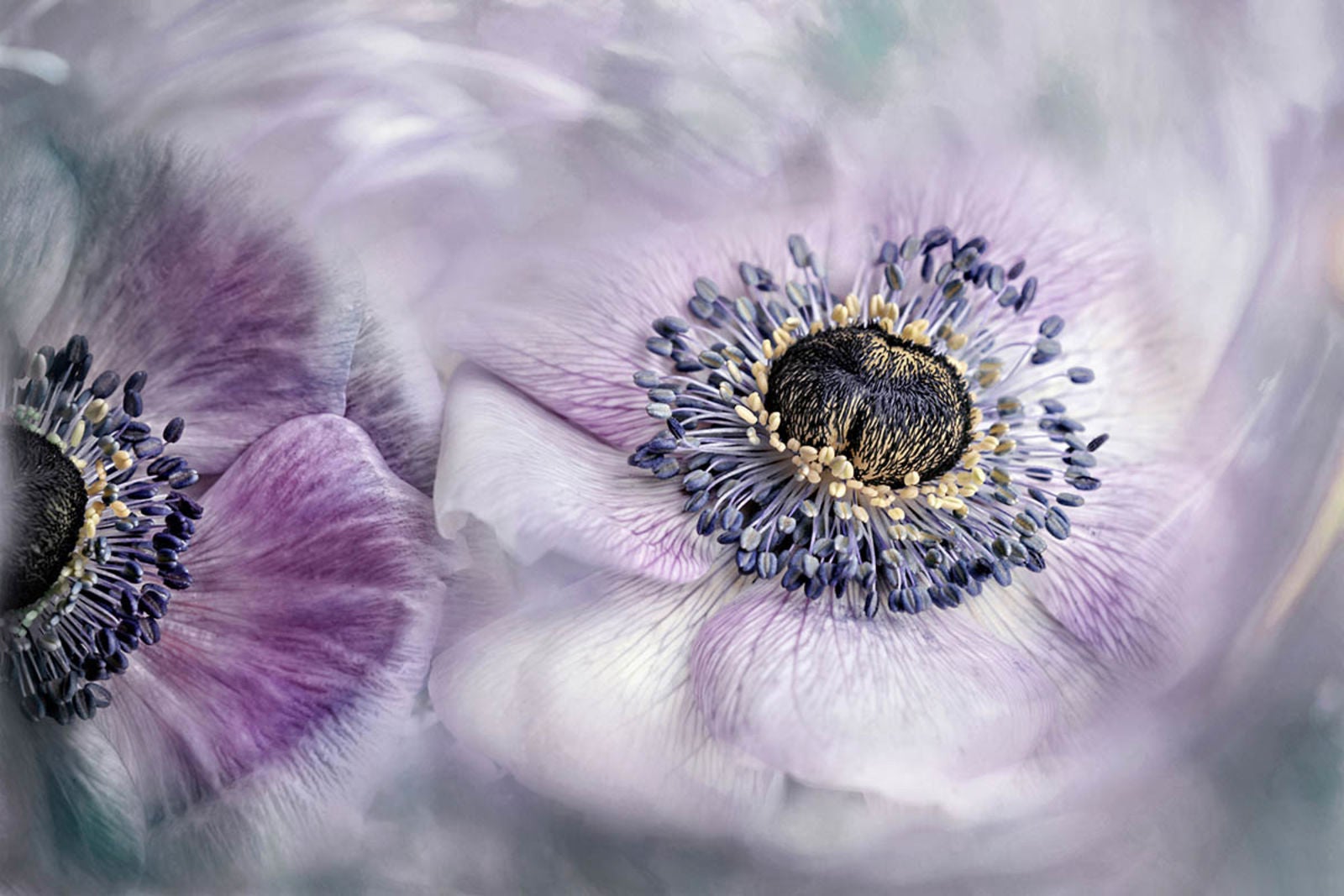 “Panta Rhei” consiguió el primer puesto en esta categoría con esta instantánea de las flores anémona.  Foto: Lizzy Petereit 