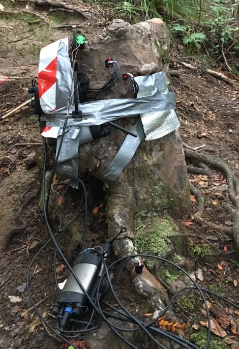 Image: Sensores de flujo de savia con relación de calor en el tocón