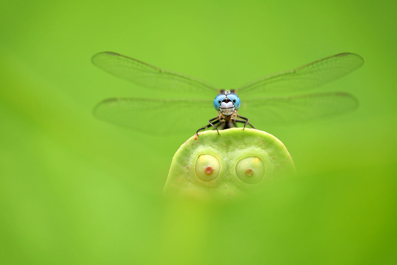 Esta otra finalista, bautizada “Blue Eyes, Green Eyes”, fue tomada en China. Se trata de una libélula posada sobre una flor de loto. Foto: Minghui Yuan