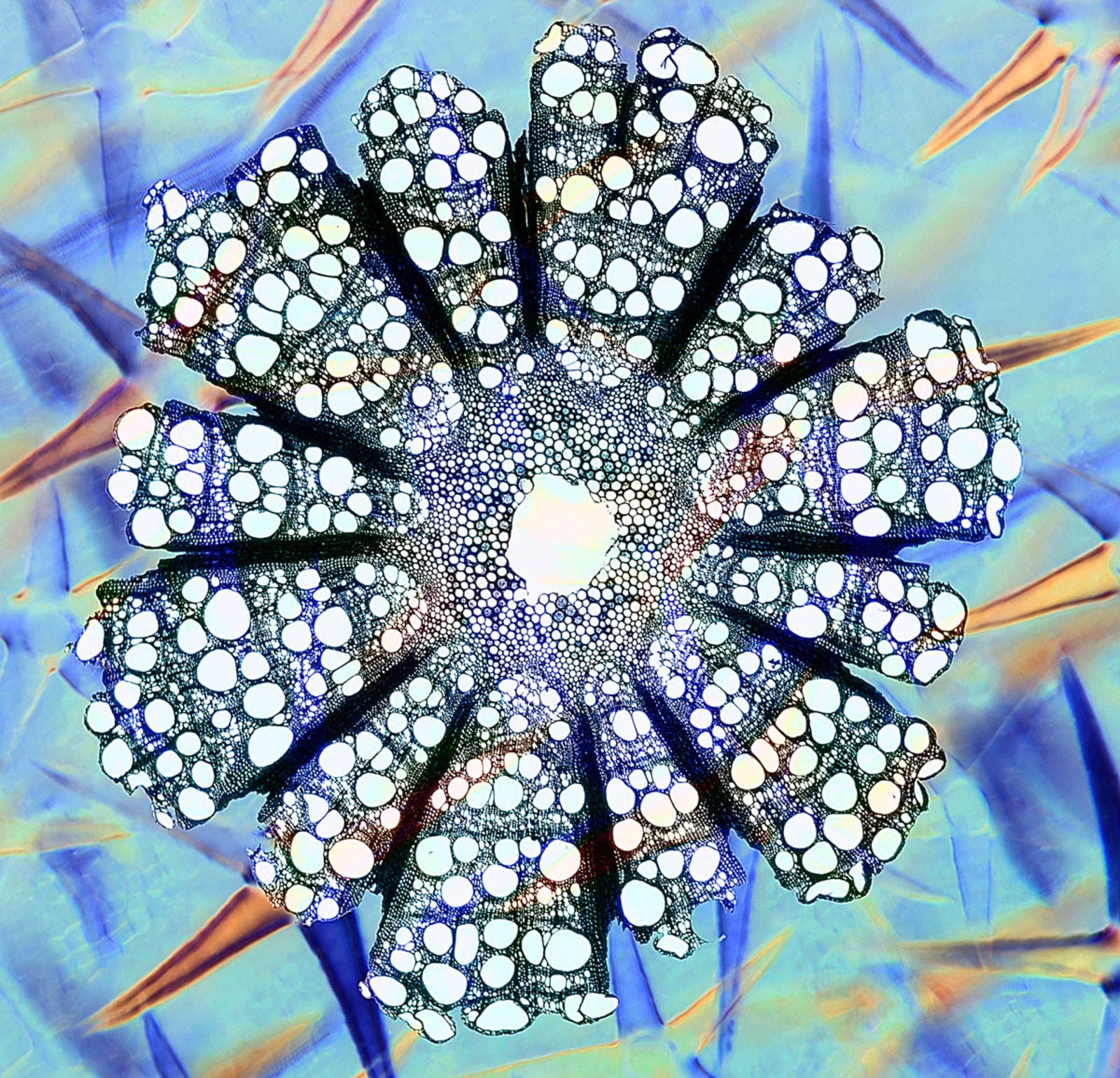 “Deutzia & Clematis” fue tomada usando un microscopio. Se pueden ver los pelos de la flor de la deutzia en la fotografía. Foto: Steve Lowry