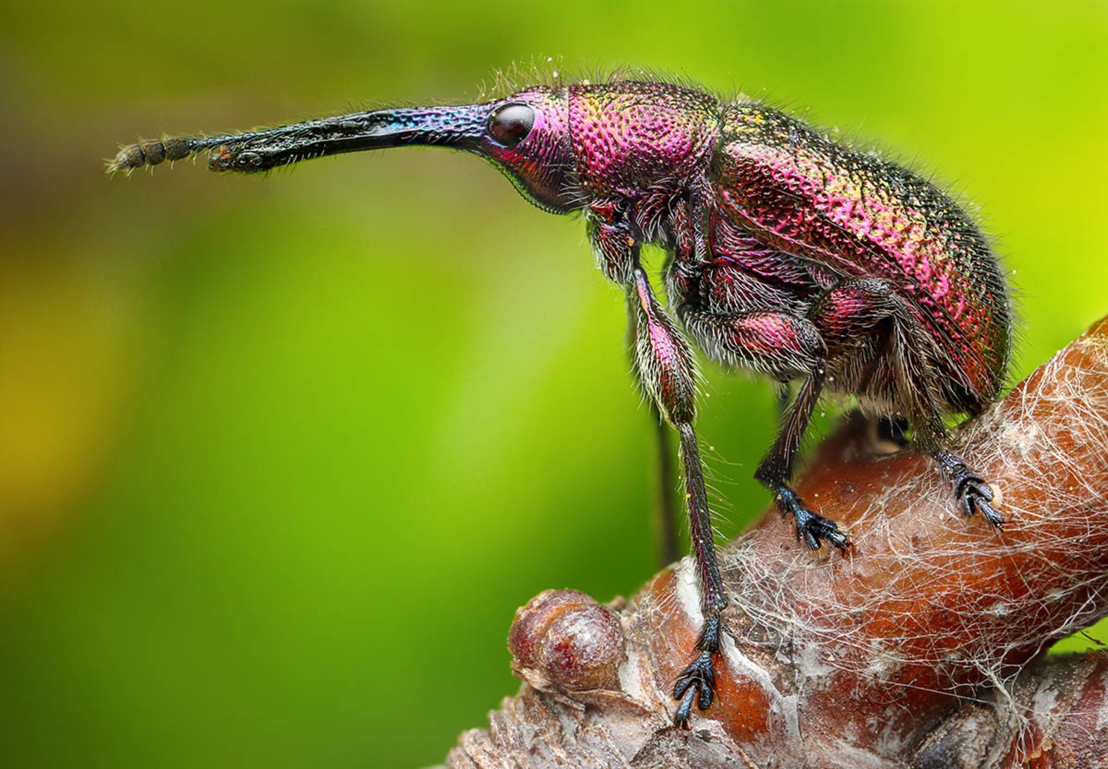 El segundo puesto fue para  “Big Nose”, un gorgojo (Curculionidae) fotograf en Eslovaquia. Foto: Richard Kubica