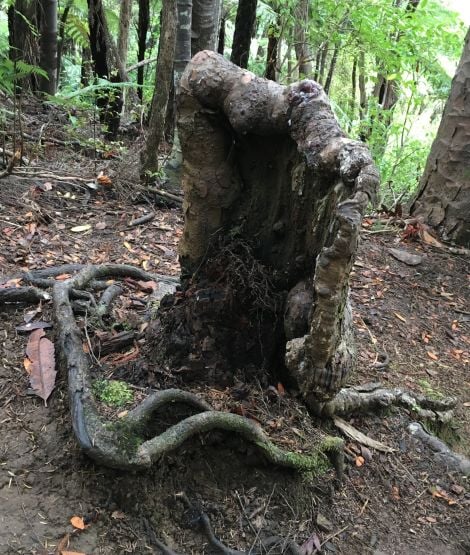 Image: Este tocón de árbol en Nueva Zelanda está muy vivo