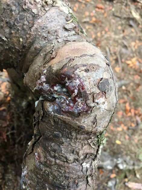 Image: Resina fresca sobre el tocón del árbol kauri