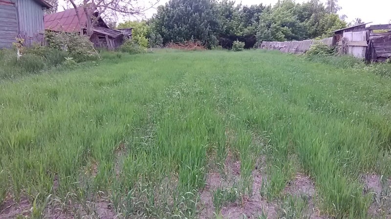 Grano de la zona de exclusión de Chernobyl Imagen: University of Portsmouth