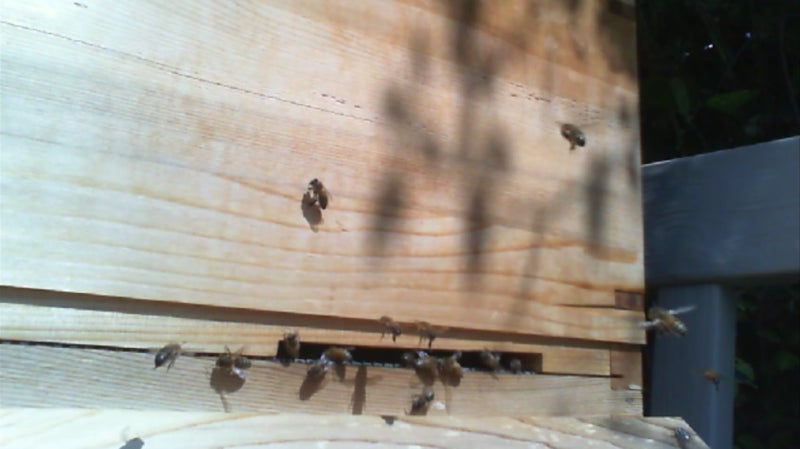 Captura: Live From The Hive ((Twitch)