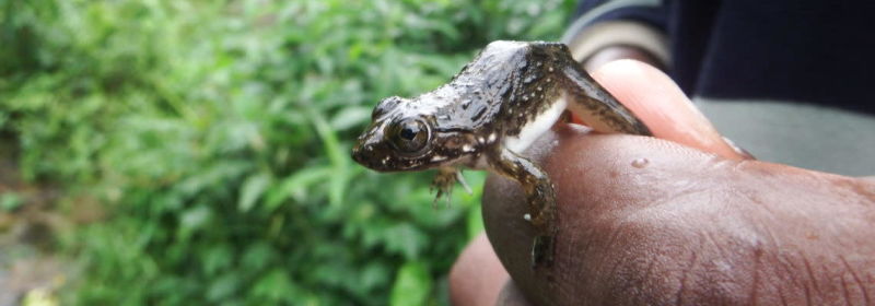 Una pequeña rana Goliat después de abandonar el estanque-guardería Imagen: Marvin Schäfer et al., 2019