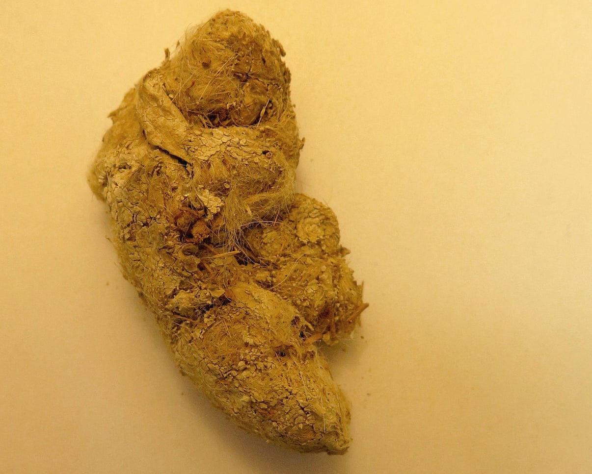 Image: El excremento analizado