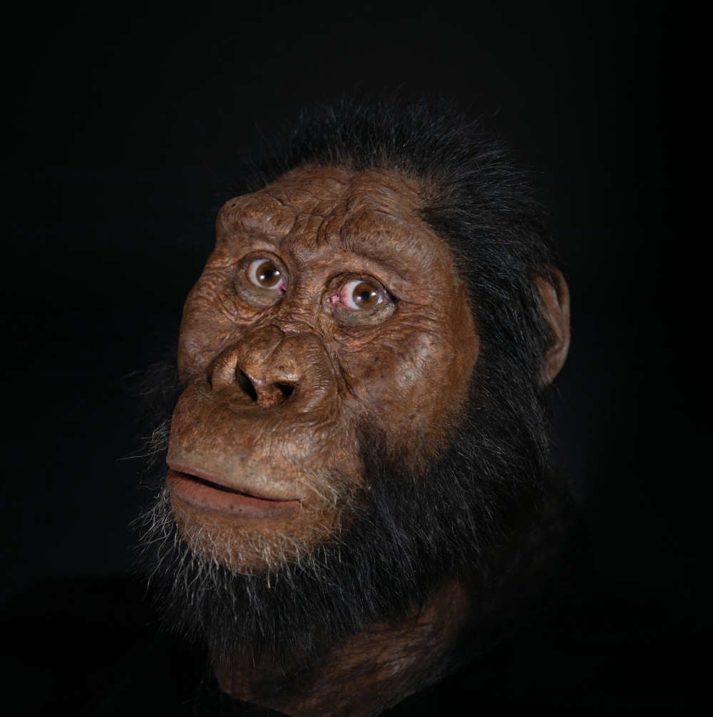 Image: Reconstrucción facial del A. anemensis