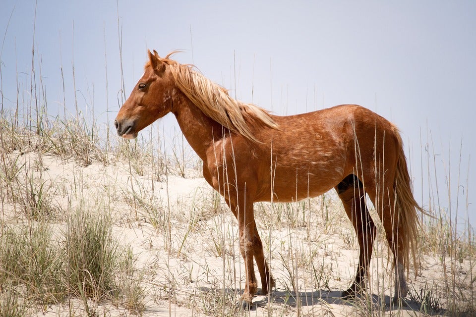 Image: Caballo salvaje en Outer Banks