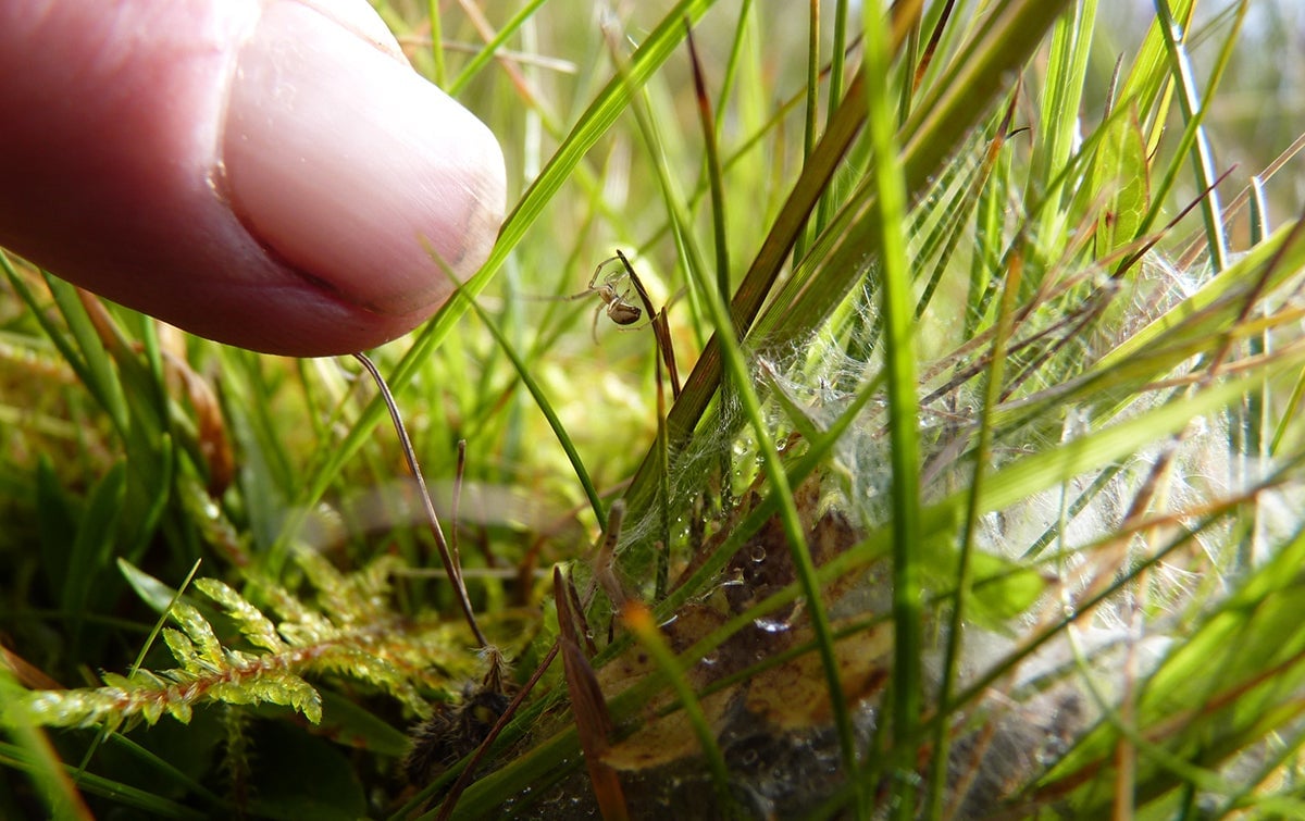 Uno de los muchos miembros de la familia Theridiidae