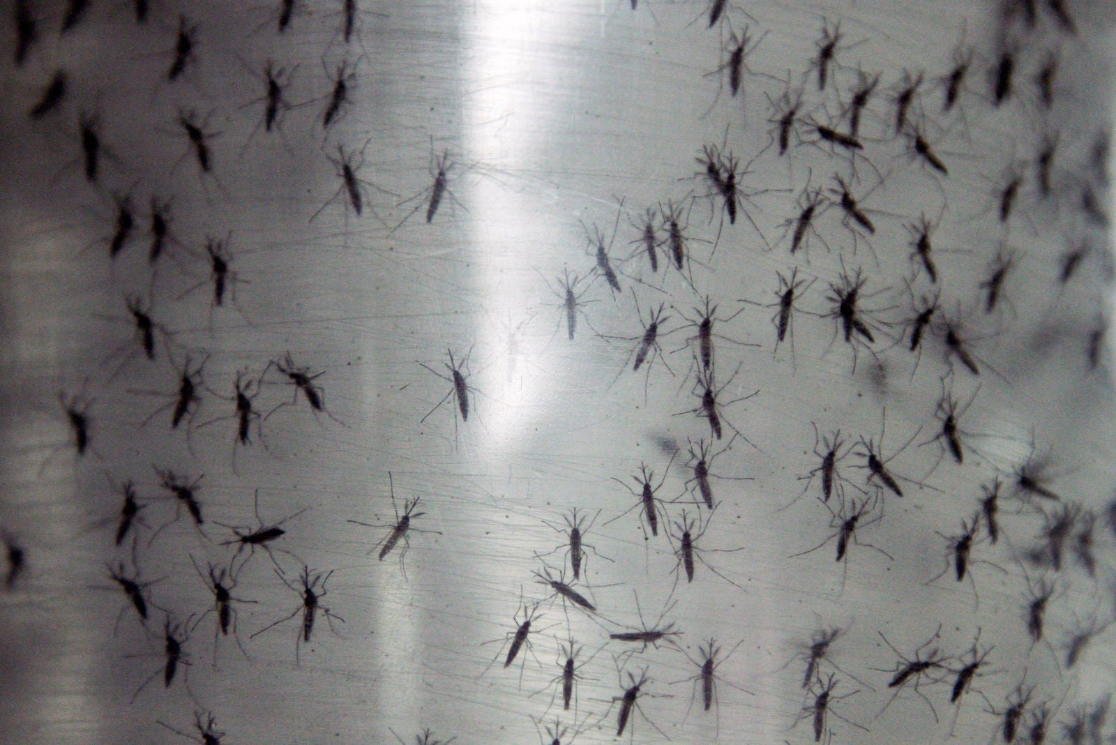 Image: En esta foto del 25 de septiembre de 2014, los contenedores contienen mosquitos aedes aegypti genéticamente modificados antes de ser liberados en la ciudad de Panamá