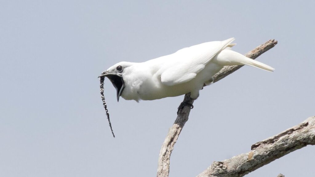 Photo: Anselmo d’Affonesca