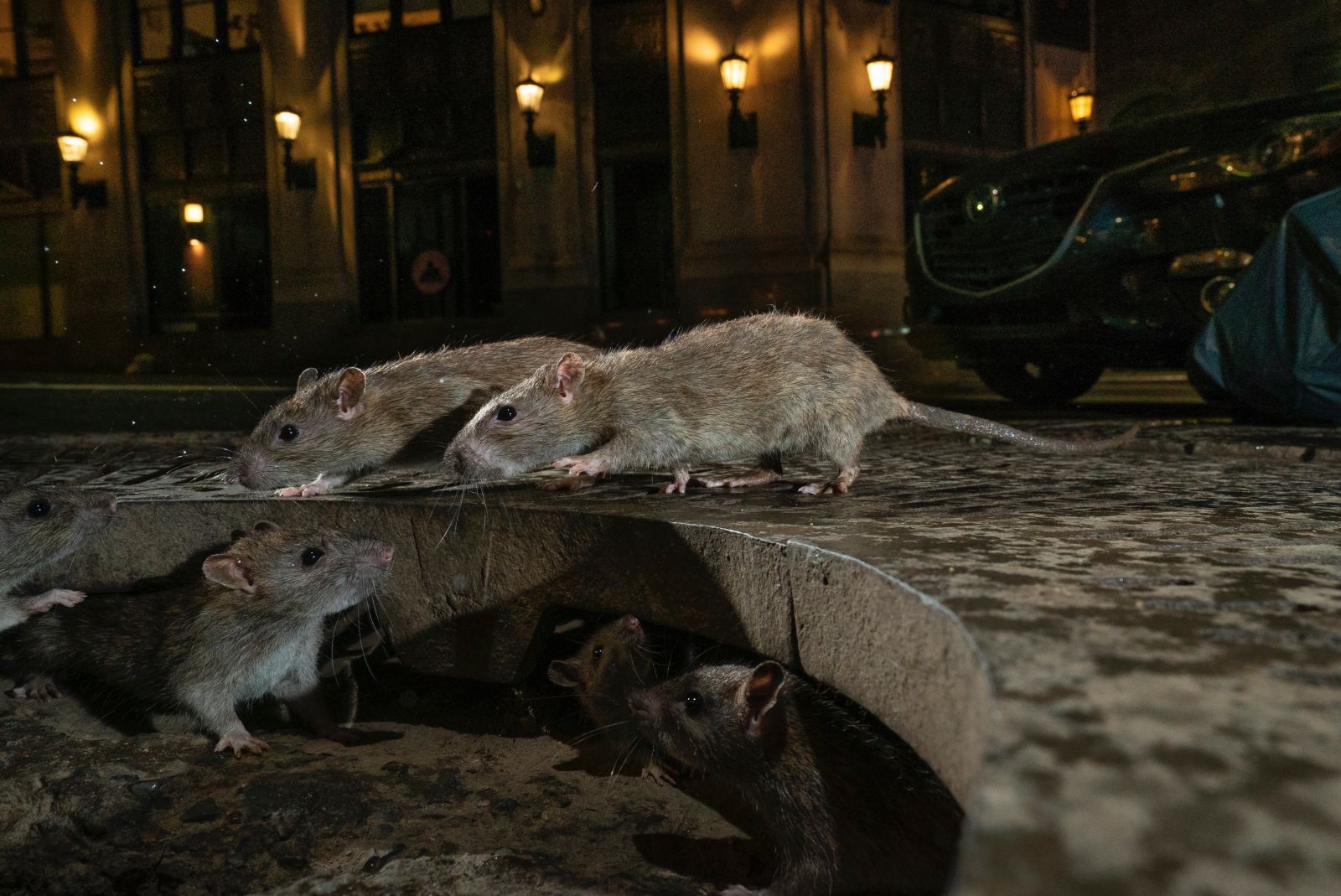 “La manada de ratas”: Una auténtica plaga en la ciudad de Nueva York. La foto se tomó en el bajo Manhattan.