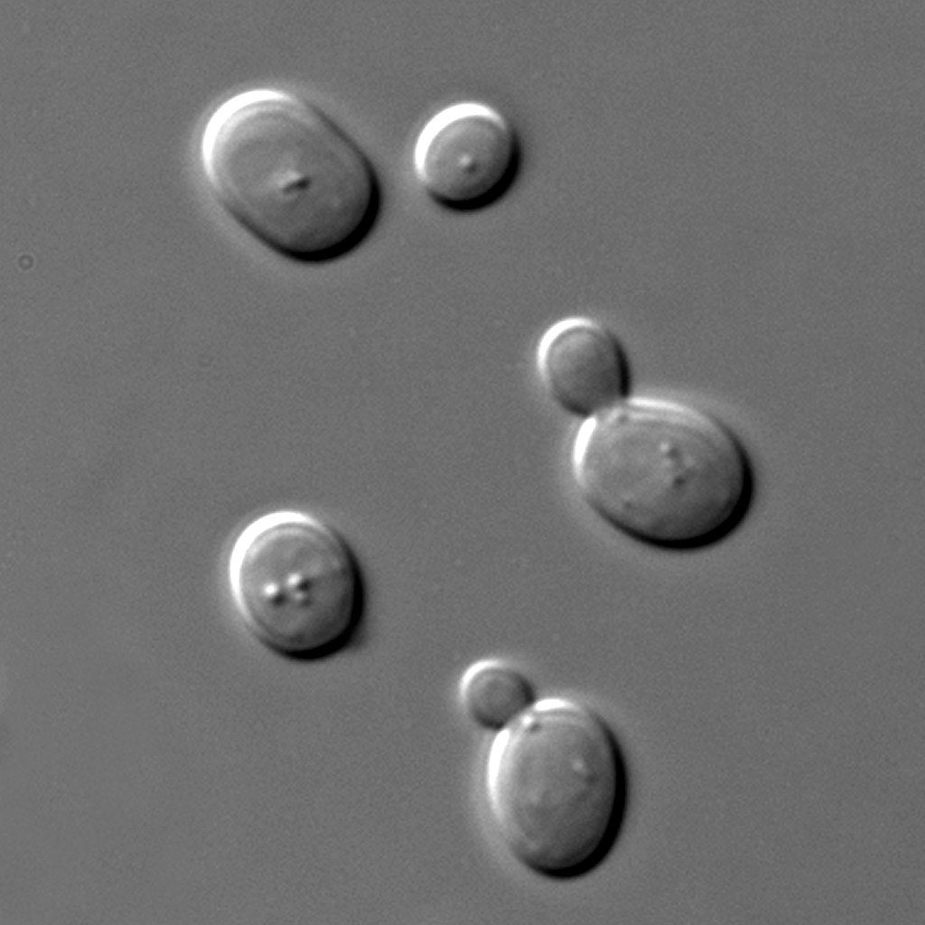 Image: Células de Saccharomyces cerevisiae