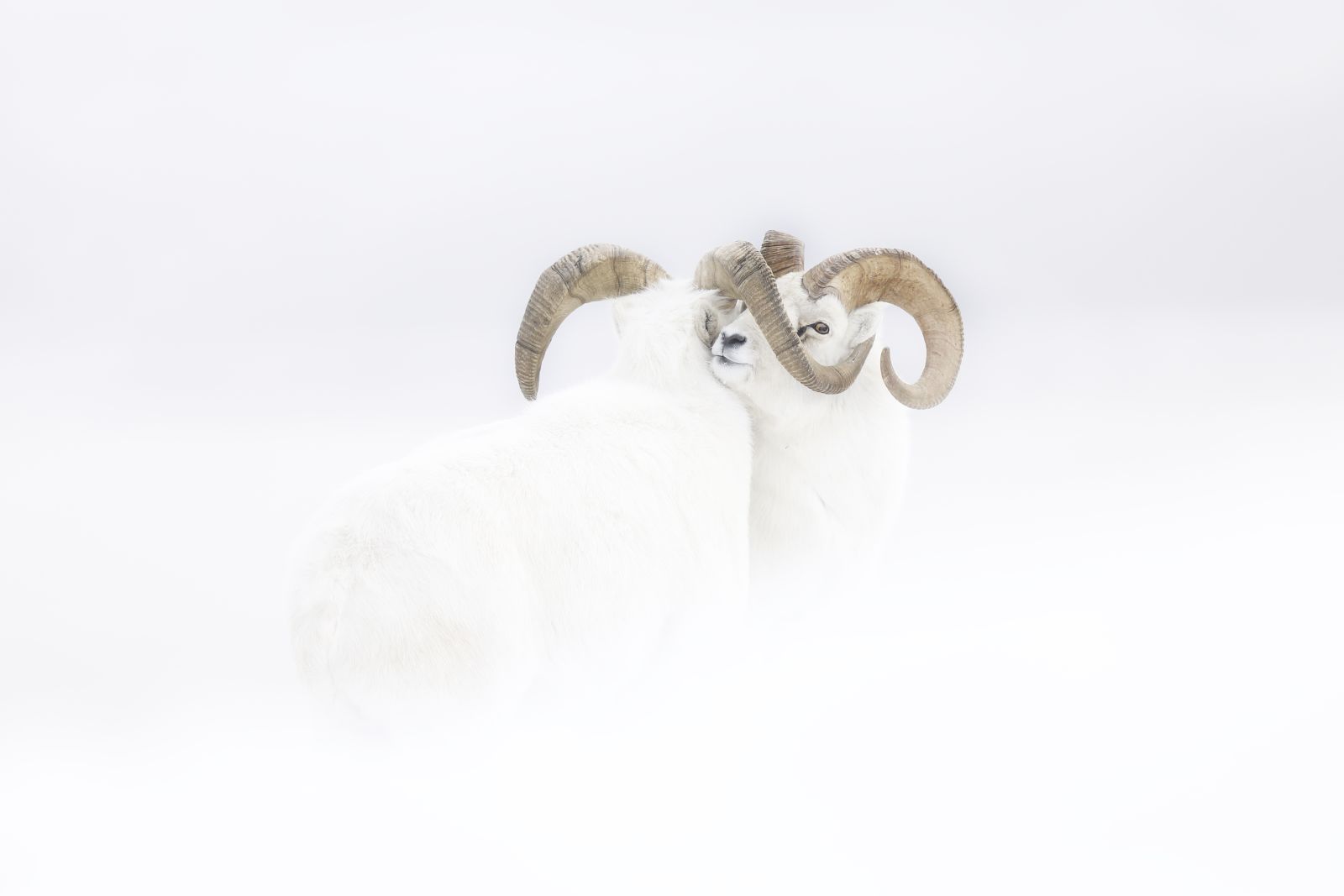 “Instante congelado”: Dos carneros Dali luchando en el Yukón.