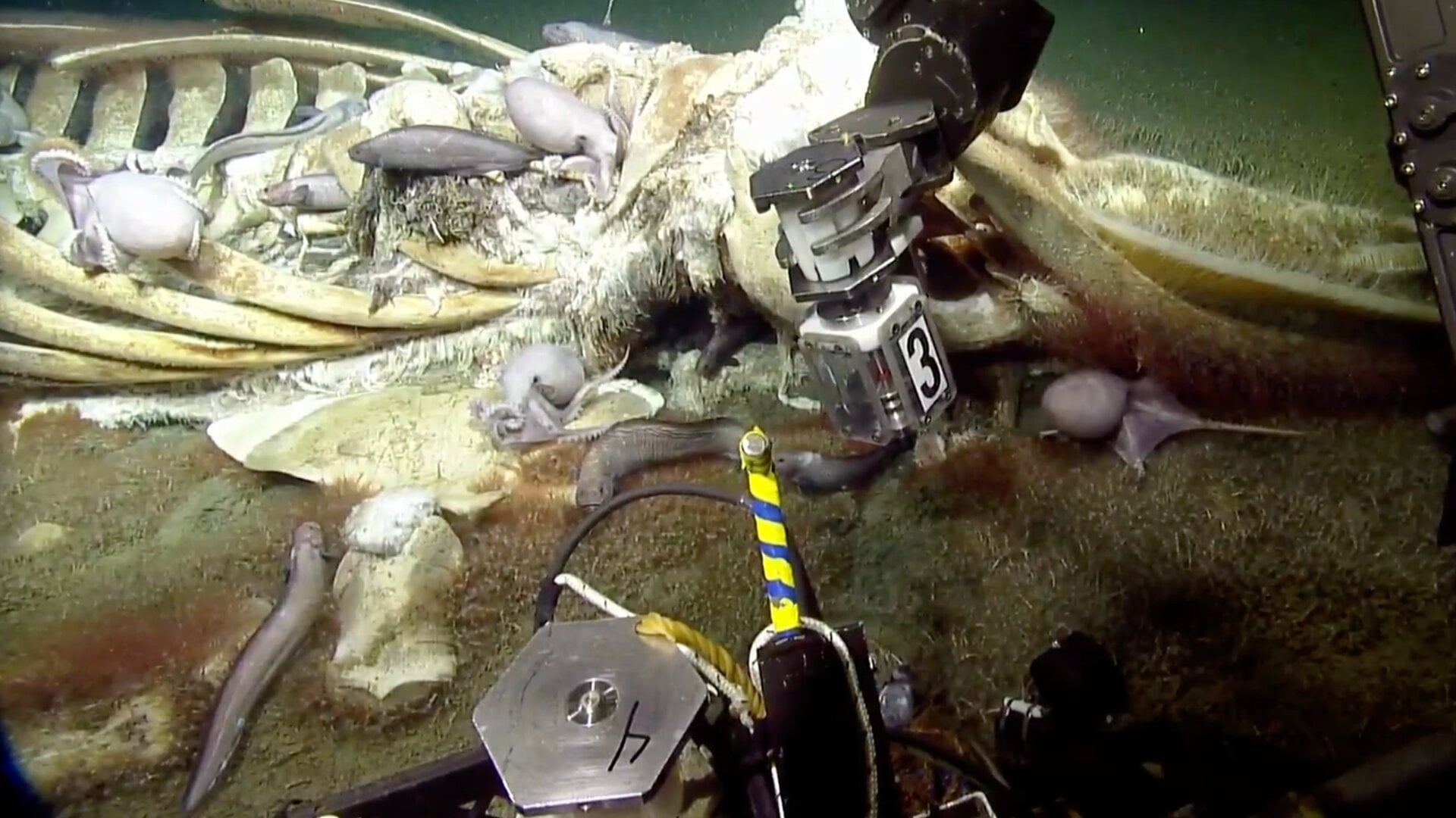 Image: E/V Nautilus
