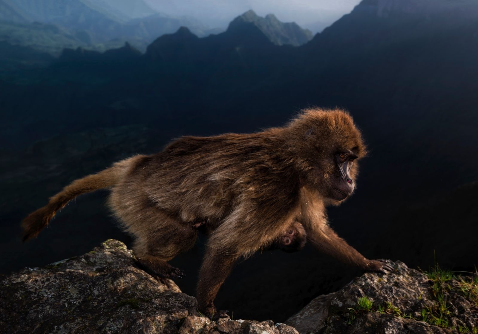 “El madrugador”: Un mono gelada hembra con una cría de apenas una semana de vida en las montañas del Parque Nacional Simien, en Etiopía.