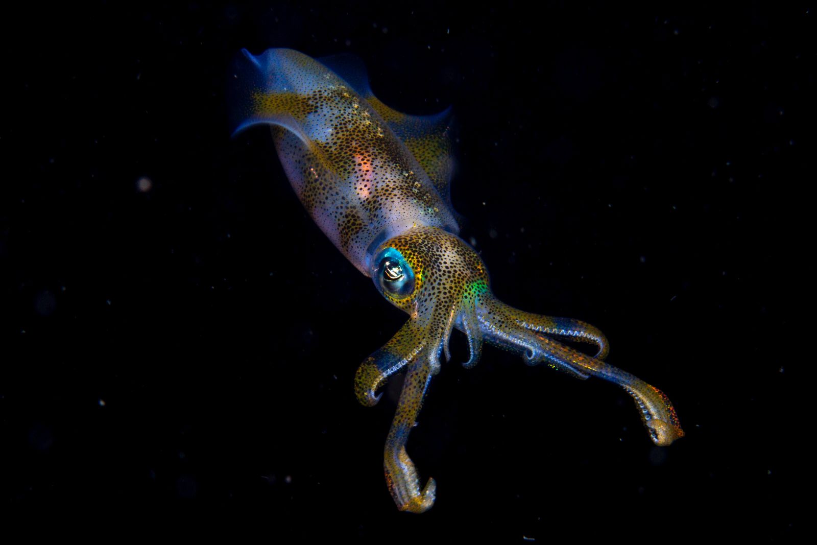 “Brillo nocturno”: un calamar de arrecife frente a la costa de Indonesia en una salida nocturna de buceo.