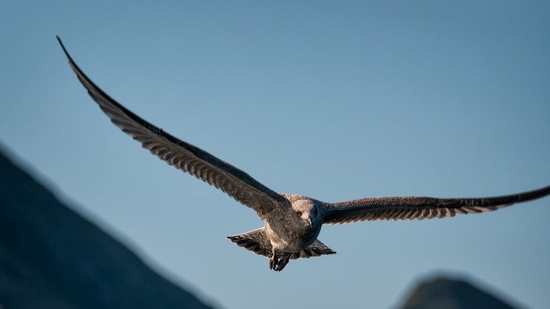 Photo: Vidar Nordli-Mathisen